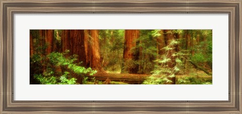 Framed Muir Woods, Trees, National Park, Redwoods, California Print