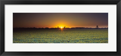 Framed Field of Safflower at dusk, Sacramento, California, USA Print