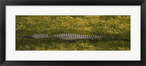 Framed Alligator flowing in a canal, Big Cypress Swamp National Preserve, Tamiami, Ochopee, Florida, USA Print