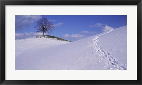 Framed Switzerland, View of a lone Linden tree on a hill Print