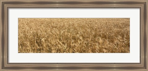 Framed Wheat crop in a field, Otter Tail County, Minnesota, USA Print