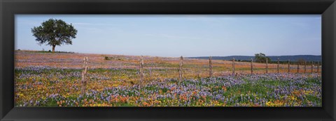 Framed Texas Bluebonnets And Indian Paintbrushes In A Field, Texas Hill Country, Texas, USA Print