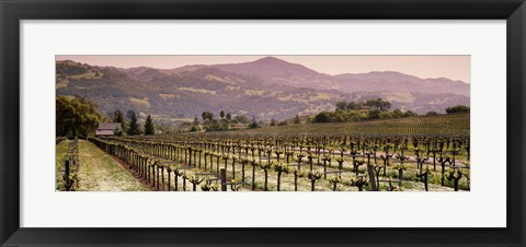 Framed Vineyard on a landscape, Asti, California, USA Print