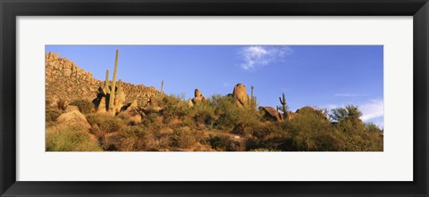 Framed Saguaro Cactus, Sonoran Desert, Arizona, United States Print