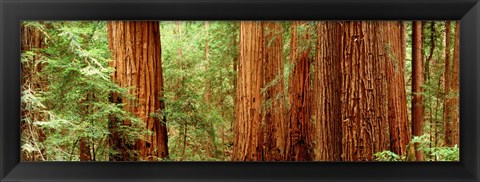 Framed Redwoods Muir Woods CA USA Print