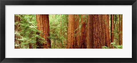 Framed Redwoods Muir Woods CA USA Print