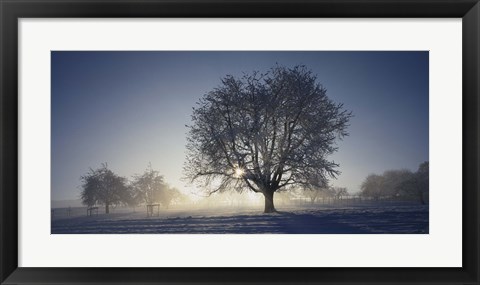 Framed Cherry Tree in Snow, Aargau, Switzerland Print