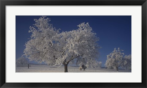 Framed Two people horseback riding through cherry trees on a snow covered landscape, Aargau, Switzerland Print