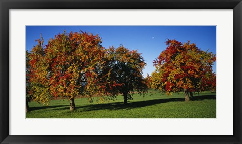 Framed Pear trees in a field, Swiss Midlands, Switzerland Print