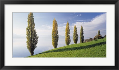 Framed Switzerland, Lake Zug, Row of Populus Trees near a lake Print