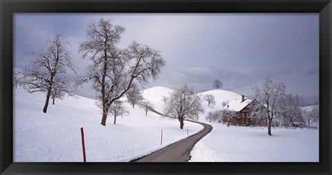 Framed Switzerland, Canton of Zug, Linden trees on a snow covered landscape Print