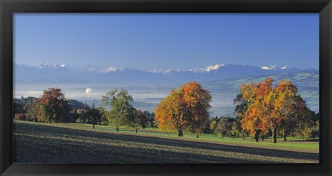 Framed Switzerland, Reusstal, Panoramic view of Pear trees in the Swiss Midlands Print