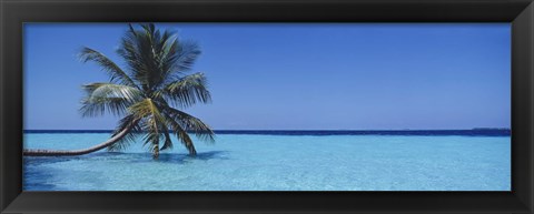 Framed Palm tree in the sea, Maldives Print