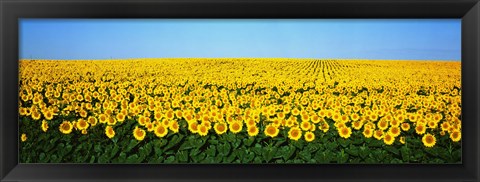 Framed Sunflower Field, North Dakota, USA Print