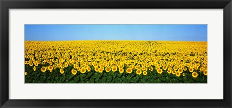 Framed Sunflower Field, North Dakota, USA Print