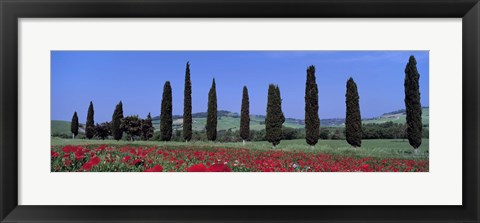 Framed Field Of Poppies And Cypresses In A Row, Tuscany, Italy Print