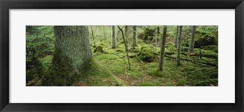 Framed Close-up of moss on a tree trunk in the forest, Siggeboda, Smaland, Sweden Print