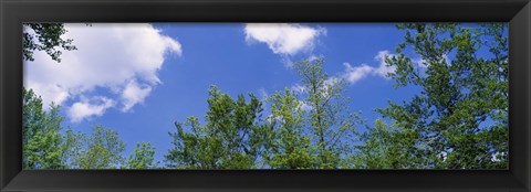 Framed Low angle view of trees Print