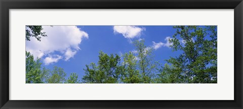 Framed Low angle view of trees Print