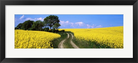 Framed Canola, Farm, Yellow Flowers, Germany Print