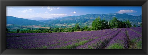 Framed Lavender Fields, La Drome Provence, France Print