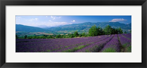 Framed Lavender Fields, La Drome Provence, France Print