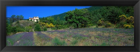 Framed Lavender Field La Drome Provence France Print