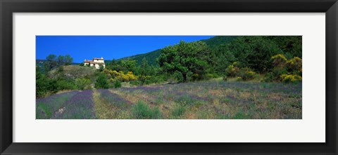 Framed Lavender Field La Drome Provence France Print