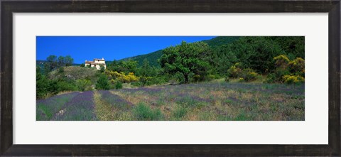 Framed Lavender Field La Drome Provence France Print