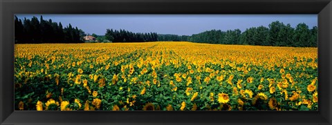 Framed Sunflowers St Remy de Provence Provence France Print