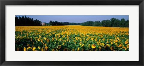 Framed Sunflowers St Remy de Provence Provence France Print