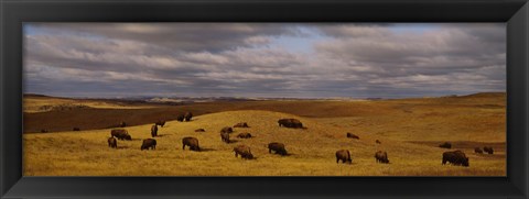 Framed High angle view of buffaloes grazing on a landscape, North Dakota, USA Print