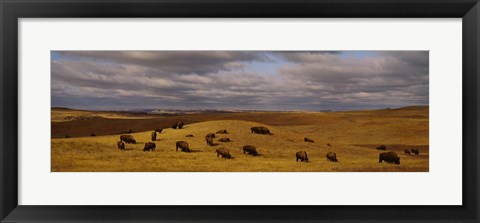 Framed High angle view of buffaloes grazing on a landscape, North Dakota, USA Print