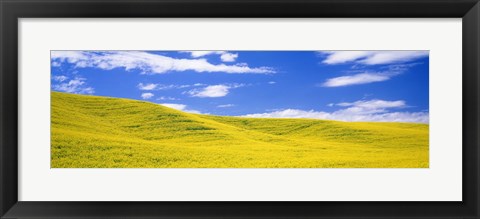 Framed Canola Fields, Washington State, USA Print