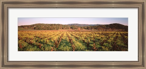 Framed Vineyard in Hopland, California Print