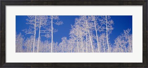 Framed Low angle view of aspen trees in a forest, Utah, USA Print