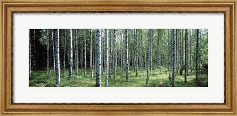 Framed White Birches Aulanko National Park Finland Print