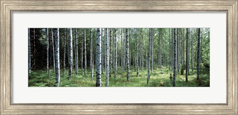 Framed White Birches Aulanko National Park Finland Print