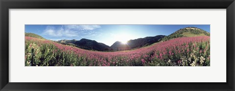 Framed Albion Basin UT USA Print