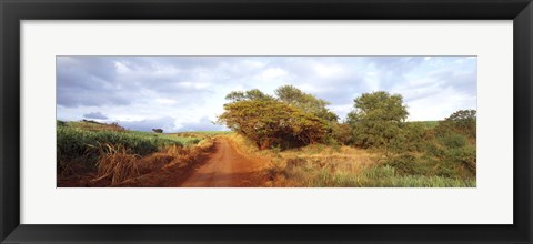 Framed Dirt road passing through a agricultural field, Kauai, Hawaii, USA Print