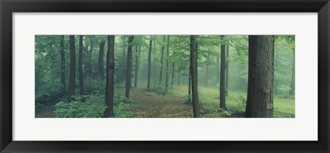 Framed Chestnut Ridge Park, Orchard Park, New York State Print