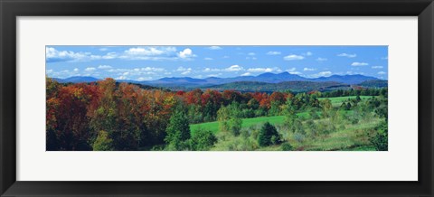 Framed Autumn Trees VT Print