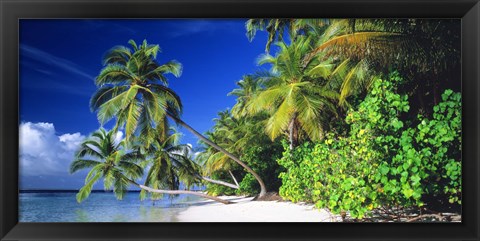 Framed Palm Beach The Maldives Print