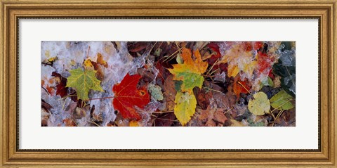 Framed Frost on leaves, Vermont, USA Print
