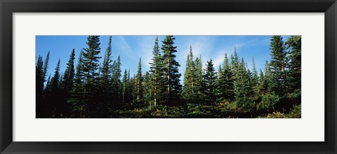 Framed Banff Pine Trees, Alberta, Canada Print