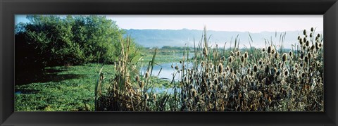 Framed Plants in a marsh, Arcata Marsh, Arcata, Humboldt County, California, USA Print