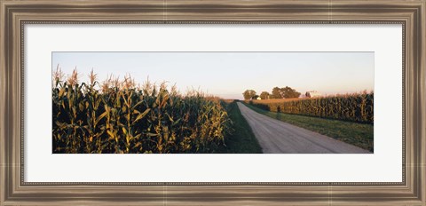 Framed Dirt road passing through fields, Illinois, USA Print