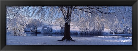 Framed Winter Trees Perkshire Scotland Print