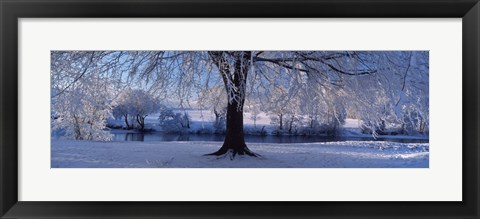 Framed Winter Trees Perkshire Scotland Print