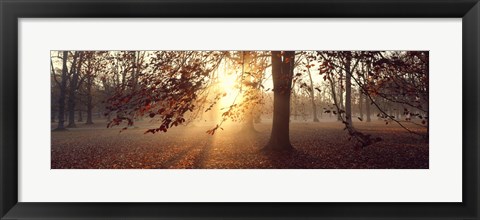 Framed Beech Trees Uppland Sweden Print